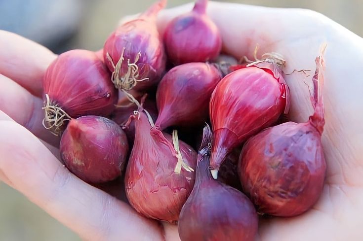 bisnis bawang merah